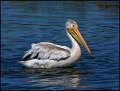 _0SB3568 american white pelican